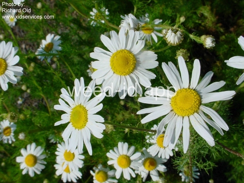 chamomile, scentless